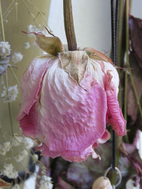 Creëer een prachtig droogbloemen boeket voor elk seizoen